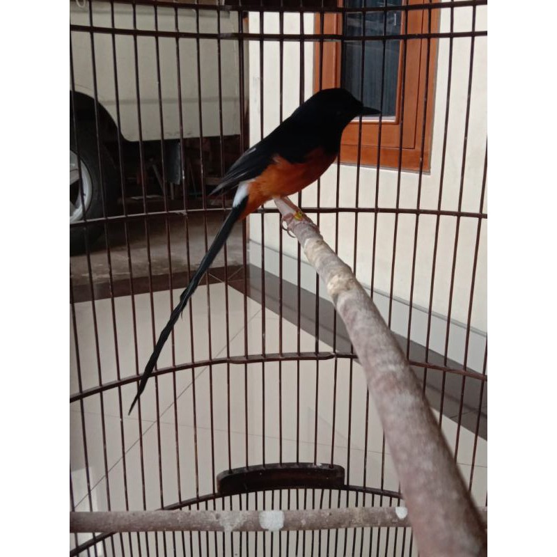 Murai Batu Pastol Ekor 19