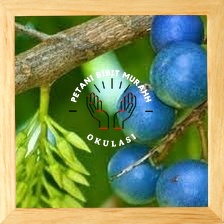 Bibit jenitri Okulasi Cepat Berbuah