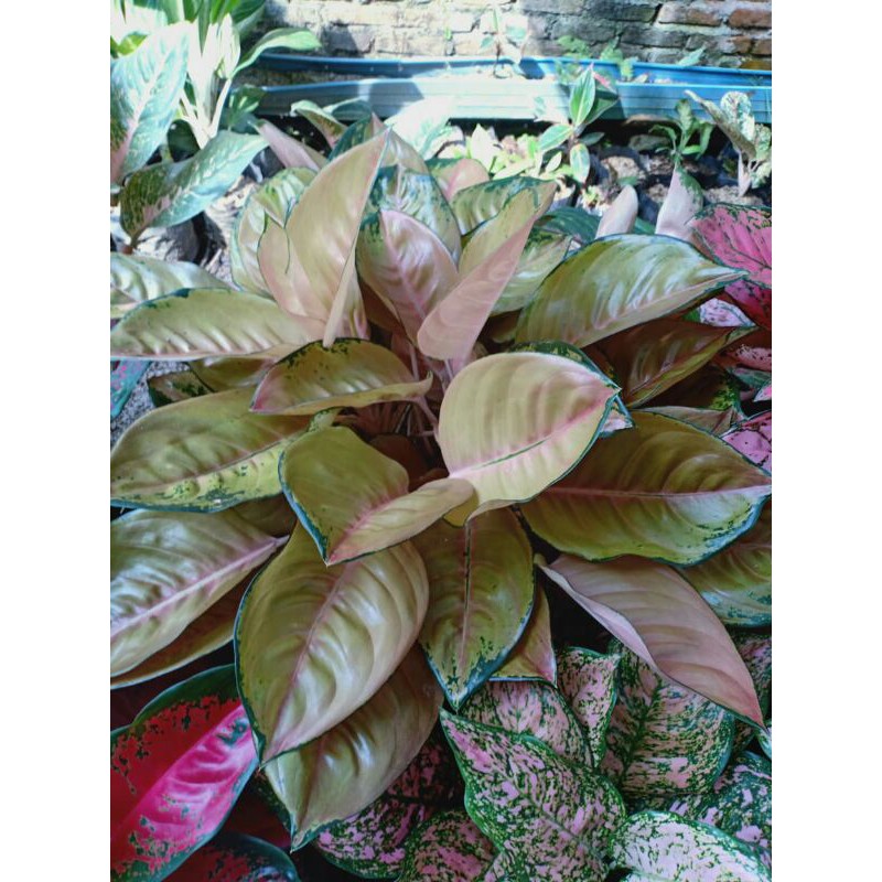 AGLONEMA SULTAN BRUNEI Shopee Indonesia AGLONEMA SULTAN BRUNEI Shopee Indonesia