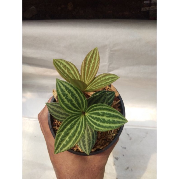 PEPEROMIA PUTEOLATA // PEPEROMIA