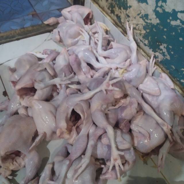 

Ayam boiler berat bersih dengan ukuran 0.8-0.9