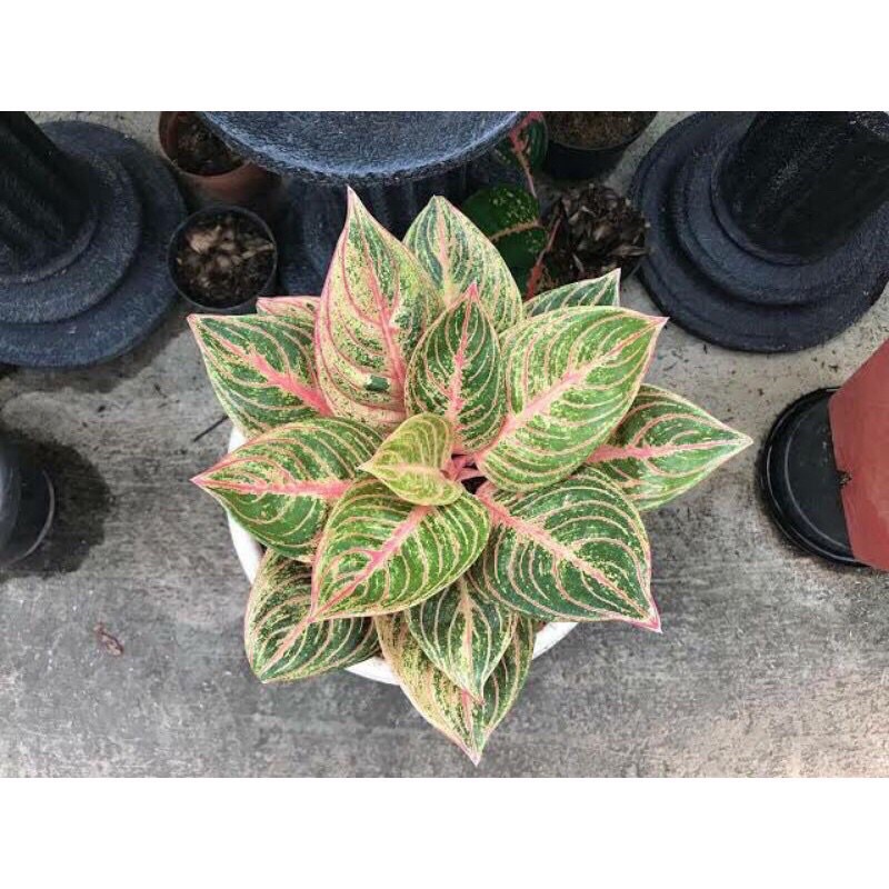 Bibit bonggol aglonema maeswara