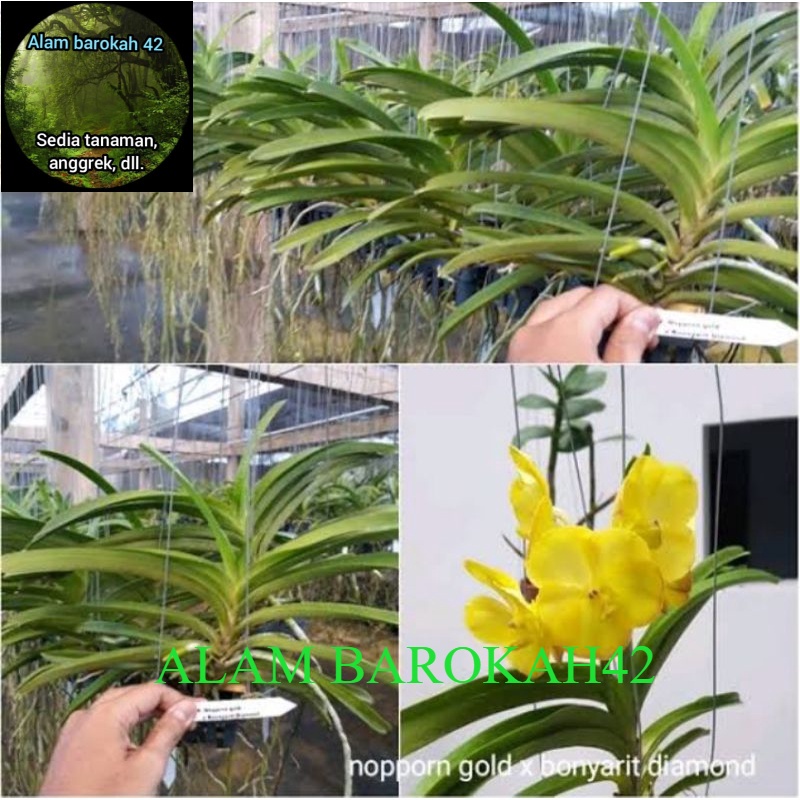 Anggrek Vanda dewasa siap berbunga