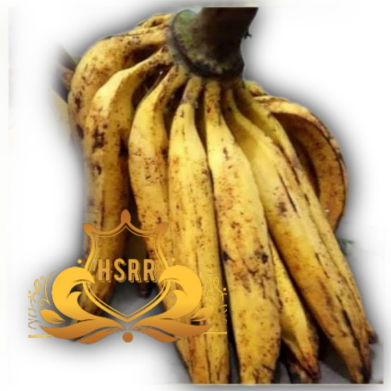 

PISANG TANDUK