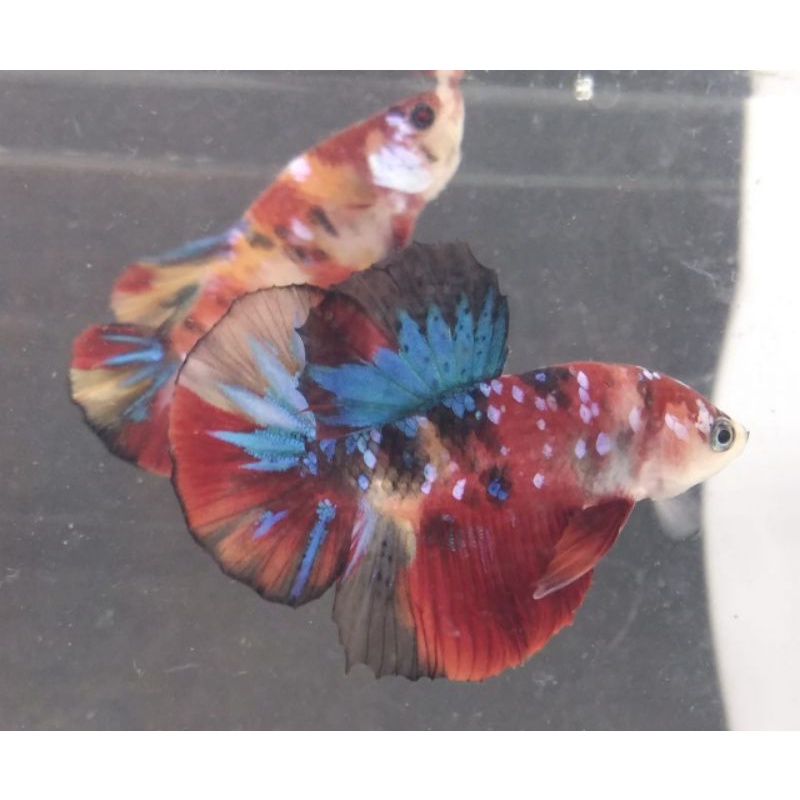 CupangPlakatKoiMulti