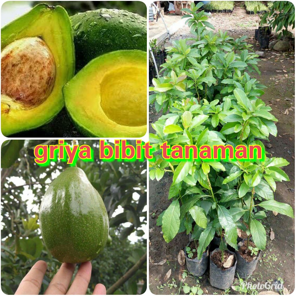 BIBIT BUAH ALPUKAT MENTEGA MIKI - BIBIT ALPUKAT MIKI - ALPUKAT MENTEGA MIKI