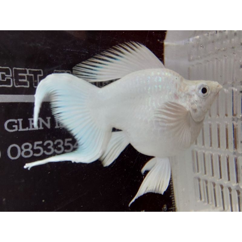 ikan molly platinum