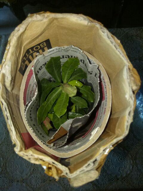 Bibit Bunga Kamboja Jepang