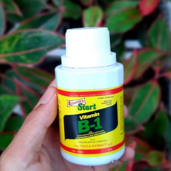 Vitamin B1 Tanaman / Pupuk Ekstra Pertumbuhan Aglonema / Pupuk Tanaman Hias / Fungisida Antracol 25g