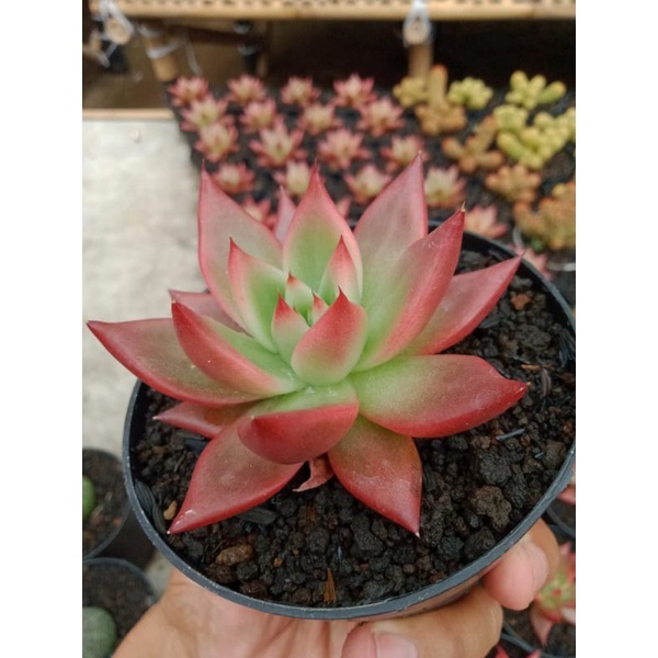Sukulen - Sukulen premium - Agavoides Frank Reinelt