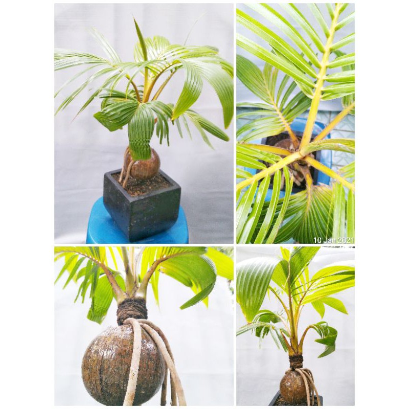Bonsai Kelapa Gading Kuning