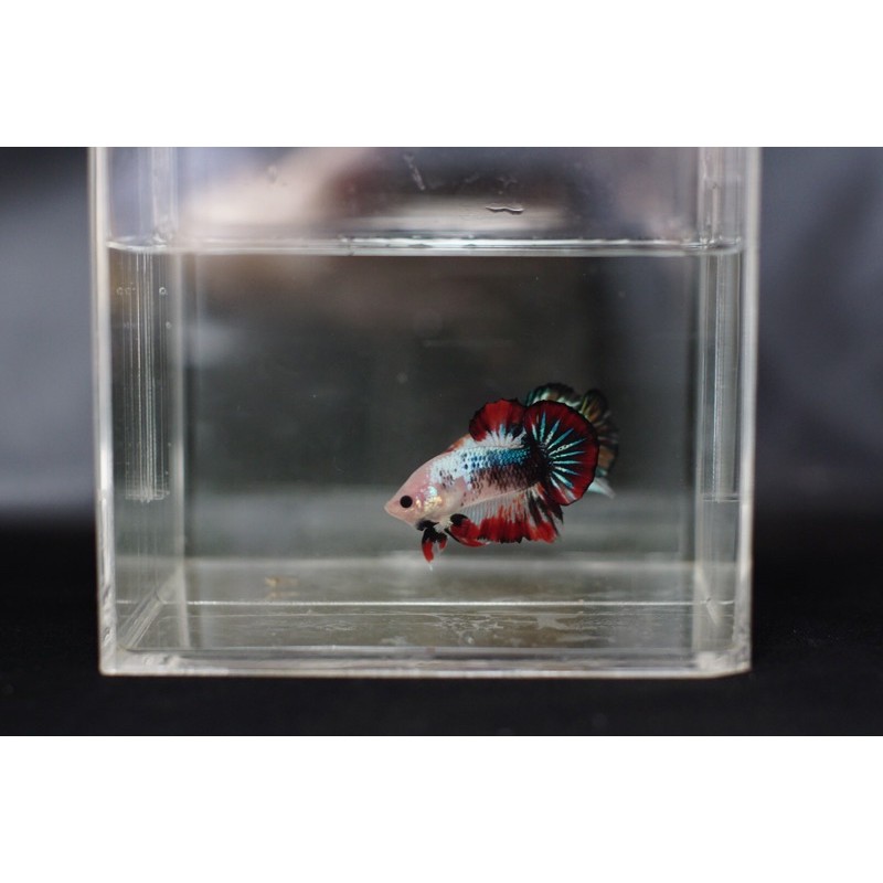 cupang nemo, nemo galaxy, nemo cooper