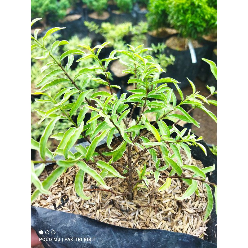 bibit anting putri mikro varigata