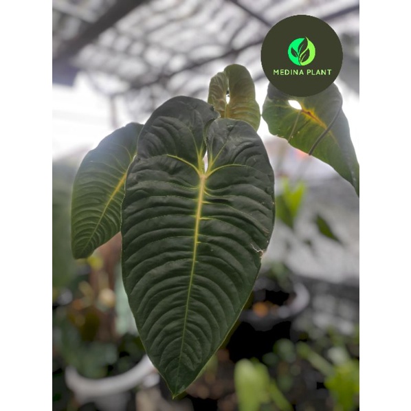 Tanaman Anthurium Veitchii size Baby