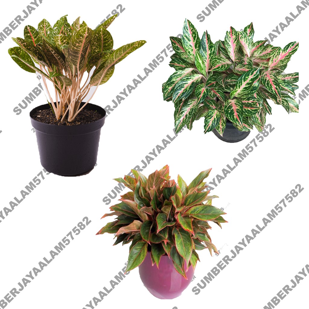 Paket Aglonema Murah Meriah Remaja