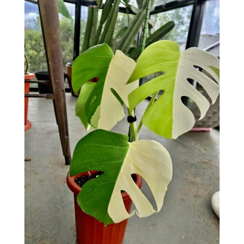 Tanaman hias koleksi monstera variegata Jepang monstera variegata albo