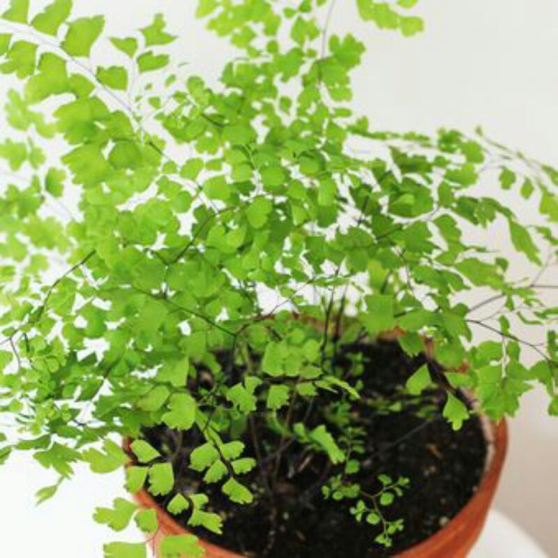 Tanaman Suplir (Adiantum)