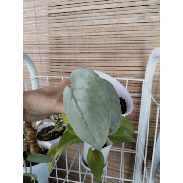 Scindapsus Silver Splash