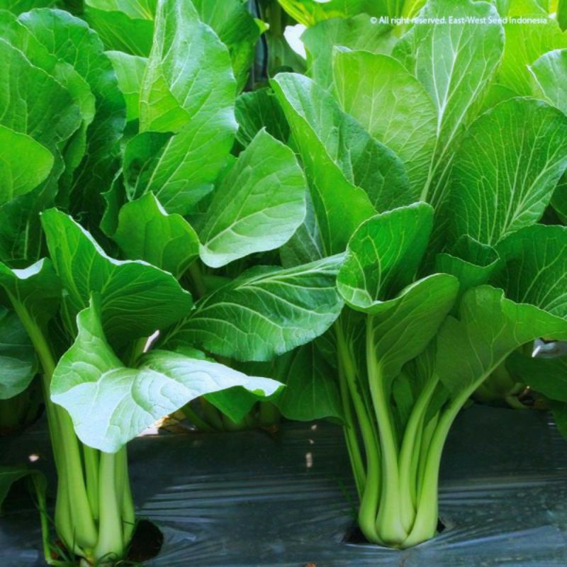 500 biji benih sawi caisim Shinta