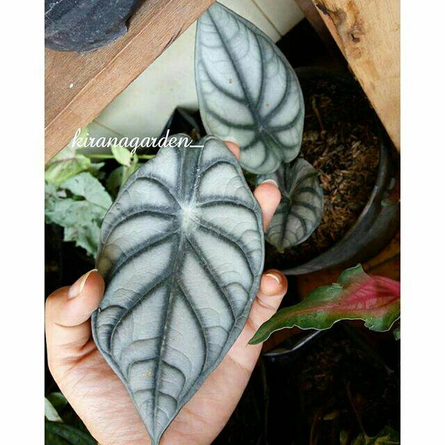 Tanaman Hias Alocasia Dragon Scale Keladi Silver Shopee Indonesia