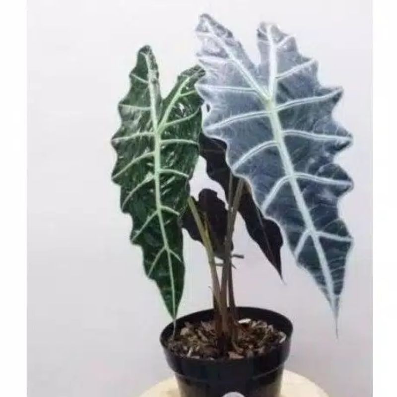 Tanaman hias Alocasia Caladium Amazon - Keladi Amazon