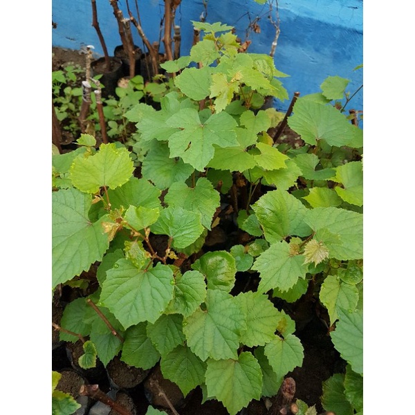 bibit anggur rootstock kober 5bb valid