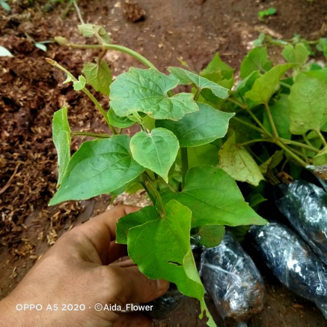 Tanaman tumbergia tanaman rambat thumberghia