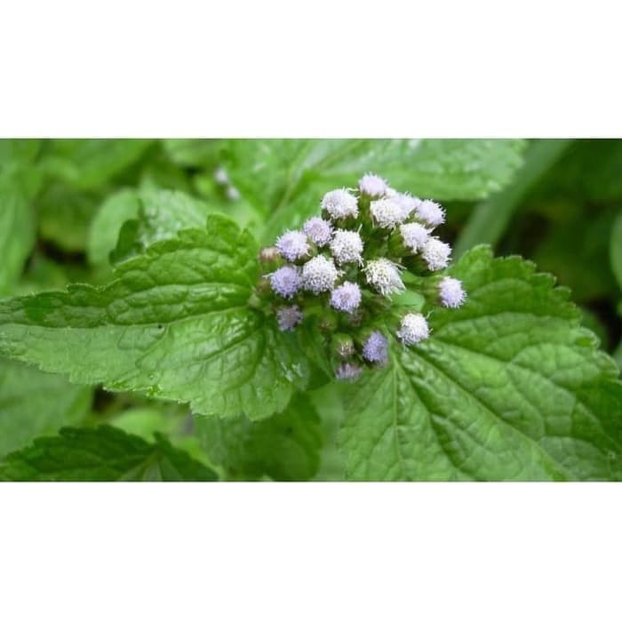 

Daun Herbal Daun Bandotan Segar Alami