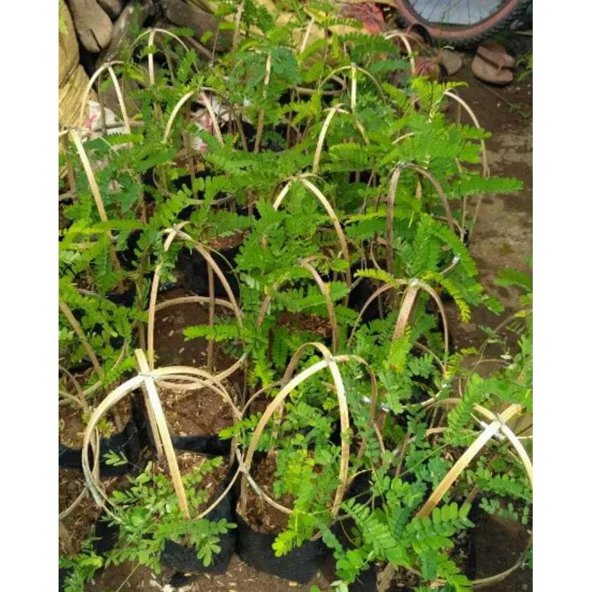 BIBIT DAUN SAGA/TANAMAN DAUN SAGA / TANAMAN HERBAL BIBIT TANAMAN