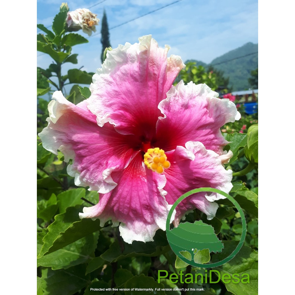 Tanaman Hias Bunga Sepatu Import - Hibiscus Import - Magisha