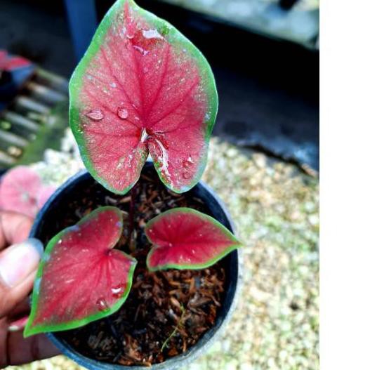 Kode 604 Tanaman Hias Caladium Keladi Hias Red Jaguar Caladium Srirejeki Shopee Indonesia