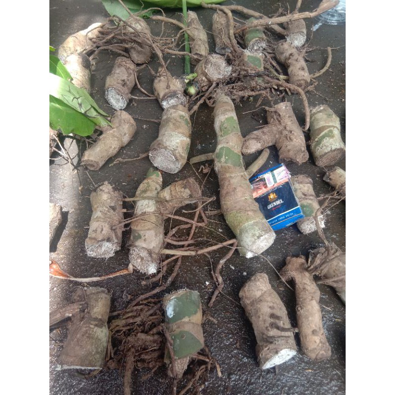 bonggol monstera king