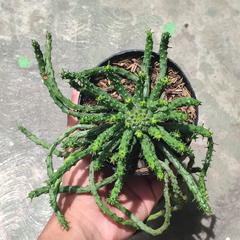 Euphorbia caput medusae/Euphorbia/Euphorbia flanaganii