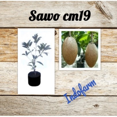 Tanaman Bibit Buah Sawo CM19