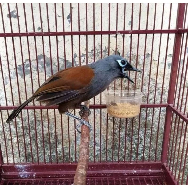 burung poksay  jantan pilihan