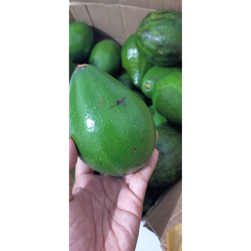 

alpukat mentega semarang