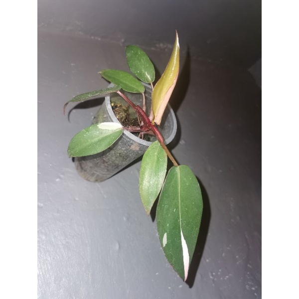 Philodendron Pink Princess