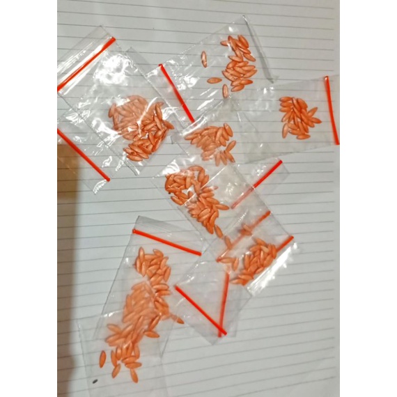 bibit timun, mentimun