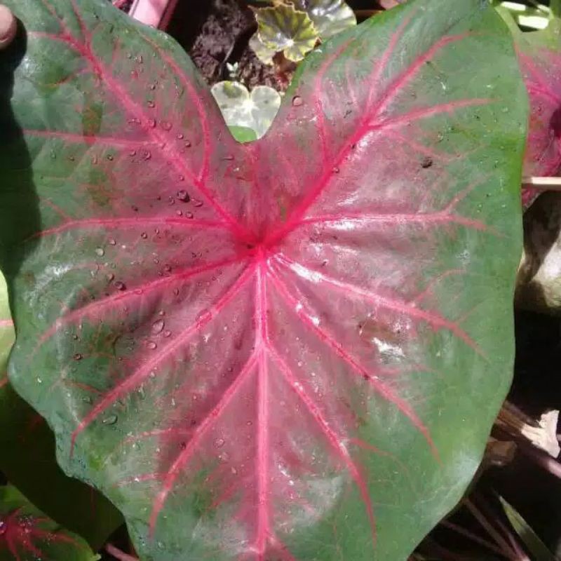 Tanaman hias keladi spider | keladi pink