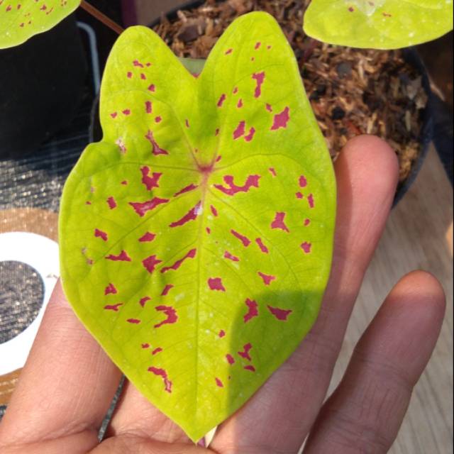 Caladium thailand