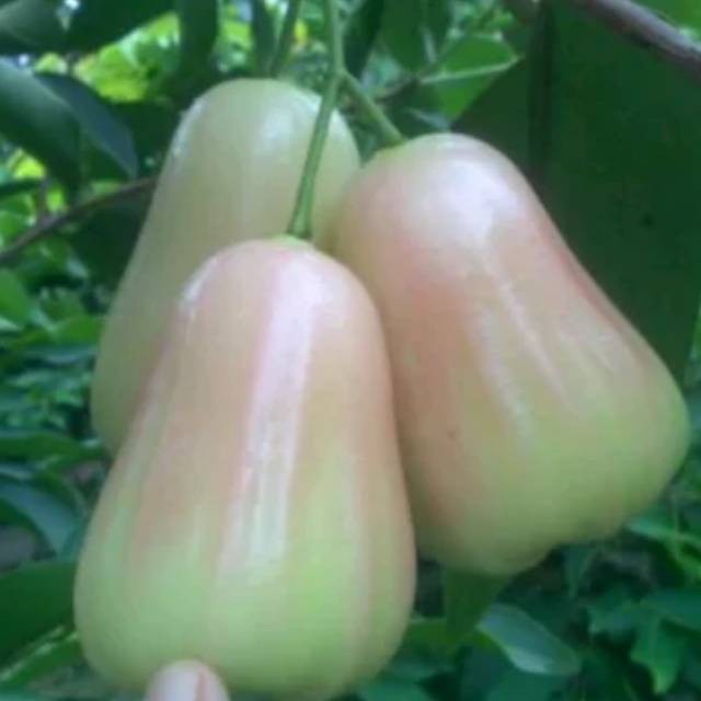 

Bibit jambu green star