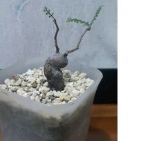 

Pachypus Operculicarya