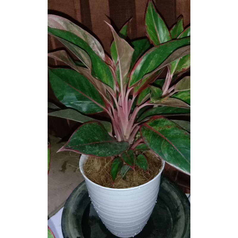 Aglonema lipstik orange