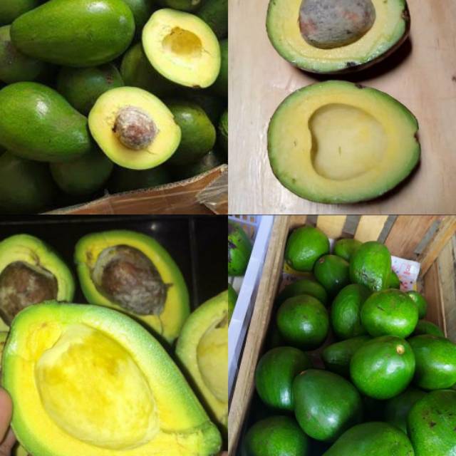 

Alpukat Mentega Berkualitas