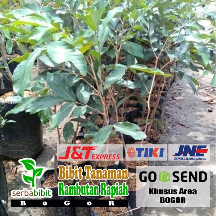 Bibit Pohon Rambutan Rapiah - Ropiah