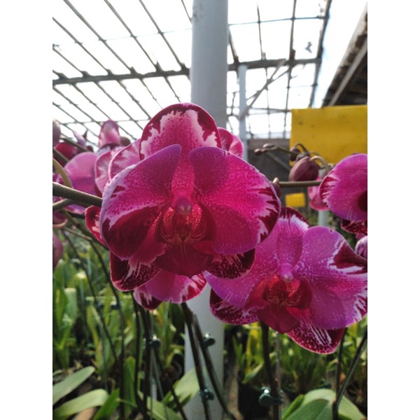 Anggrek bulan merah ungu tua jumbo