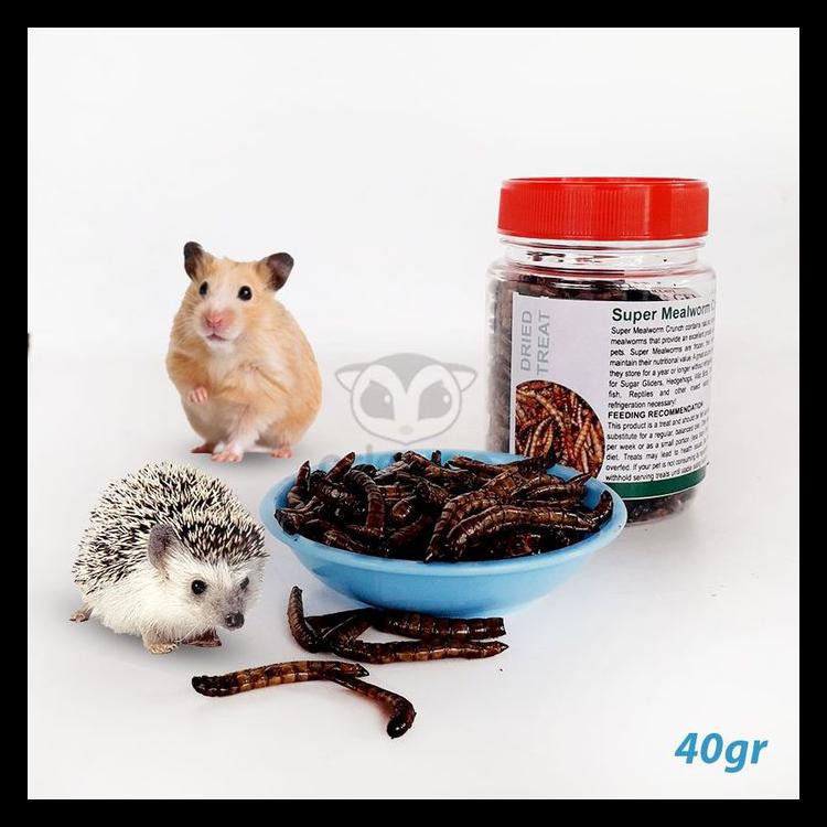 

BEST SELLER Ulat Jerman Kering Sugar Glider - Dried Super Mealworm
