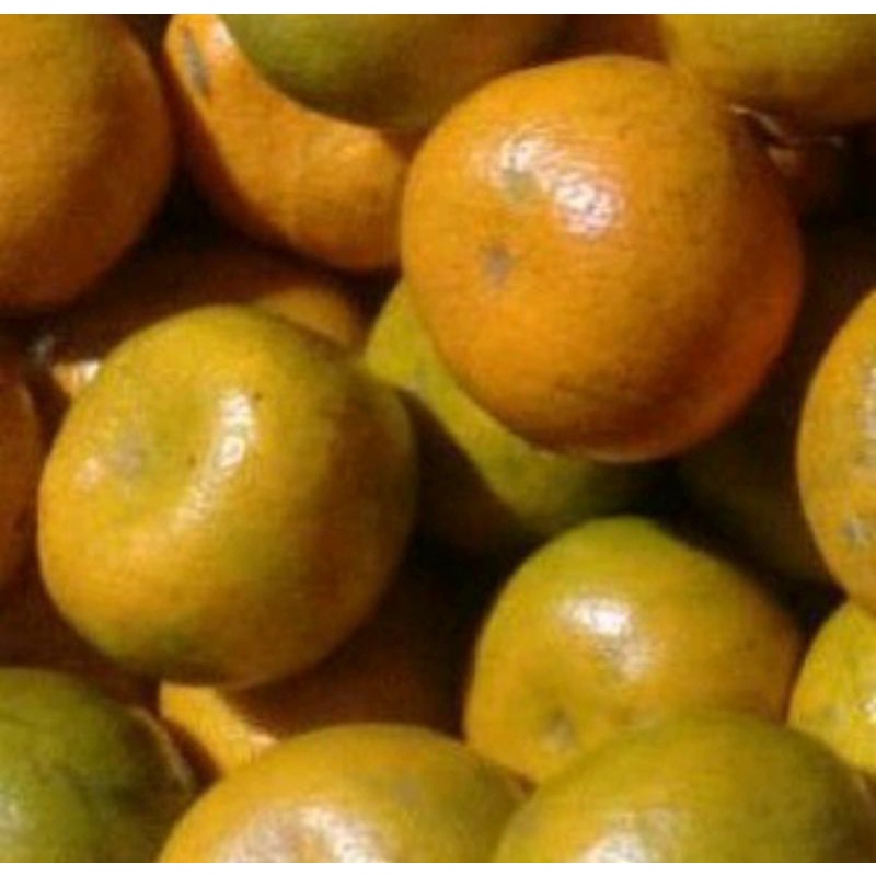 

JERUK SIEM MADU / JERUK MANIS 1kg