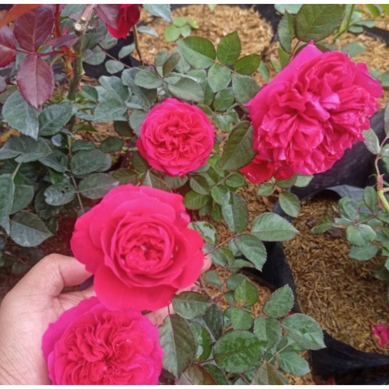 Bunga Mawar import JAMES PARK