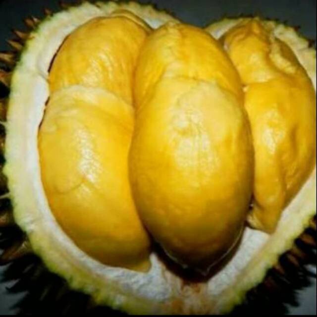 Bibit Durian matahari